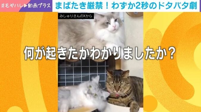 3匹の猫のドタバタ劇