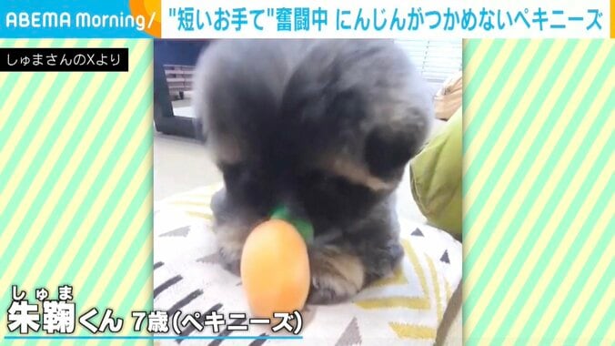 ペキニーズのしゅまくん