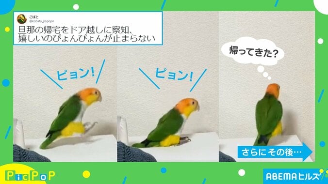 旦那の帰りを察知したインコ 喜びの“ドア前ぴょんぴょん”に「こんな風に待たれてみたい」「足音可愛すぎます!」の声 1枚目