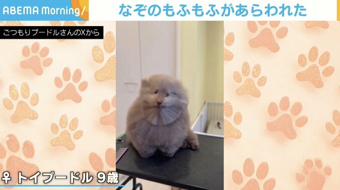 トイプードルのちろるちゃん