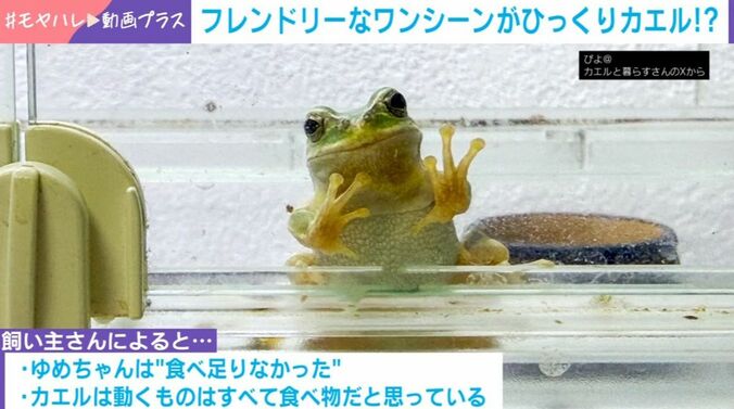 カエル