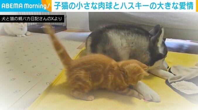 ハスキーのはっちゃん、子猫の茶太郎