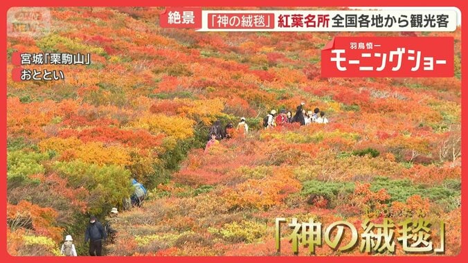 紅葉名所「神のじゅうたん」大混雑　秋晴れ久々で　シーズン到来も千葉では長雨で暗雲 1枚目