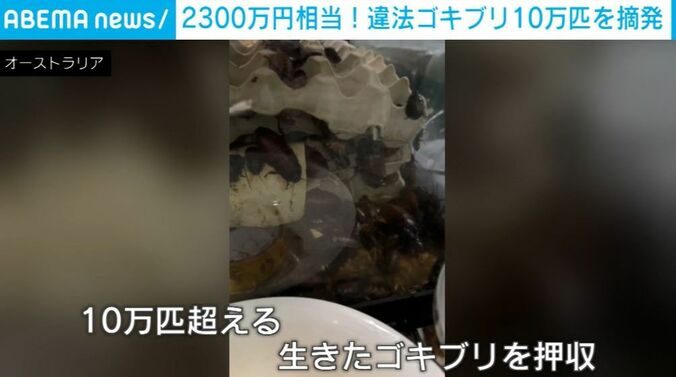 ゴキブリ