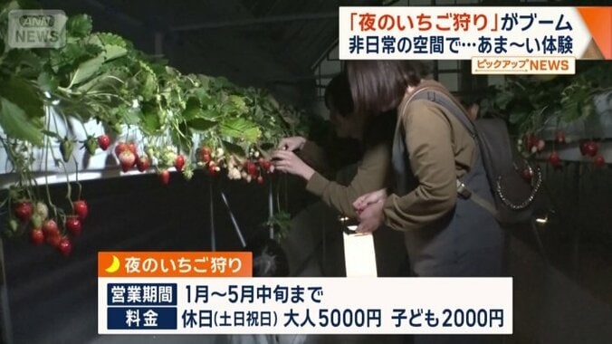 ランタン片手にイチゴの宝探し