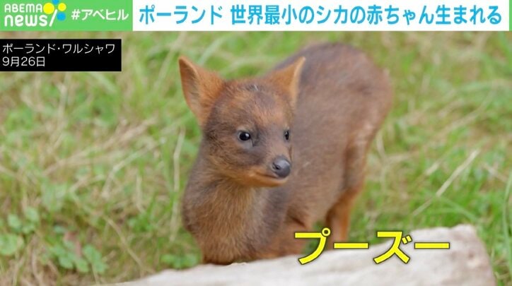 【写真・画像】“ぴくぴく”と動く鼻がかわいい！ なんという“サイズ感”！…「世界最小のシカ」の赤ちゃん誕生 ポーランド　1枚目