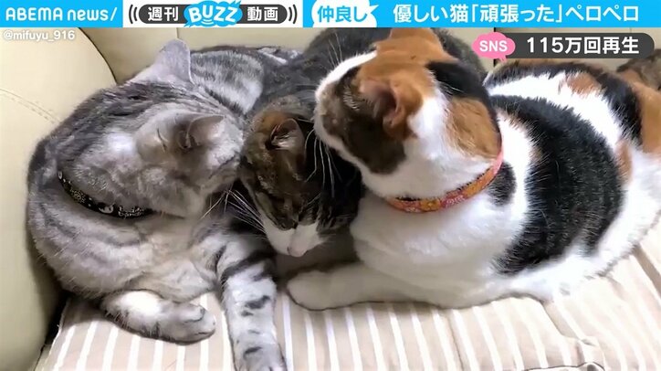 病院帰りの猫を仲間の猫がペロペロ 心温まる“ほっこり”映像が115万回再生