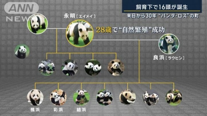 家系図