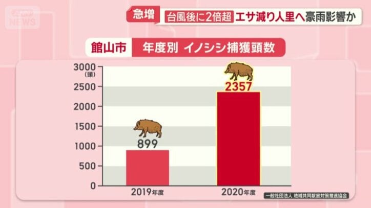 館山市の年度別　イノシシ捕獲頭数