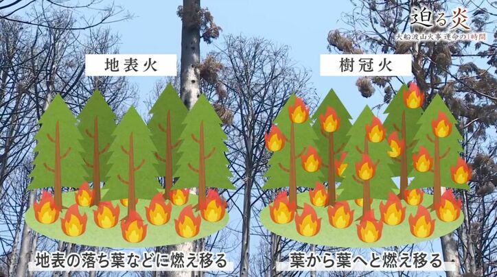 地表火、樹幹火