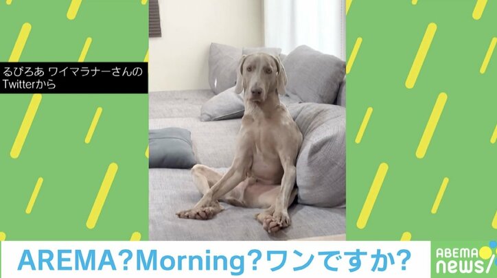 散歩のため早朝4時30分に起こされた犬 不満そうな態度に「動きが日曜朝のおっさん」「私でも同じ顔したかも」の声