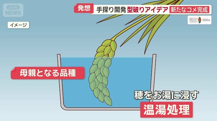 穂をお湯に浸す「温湯処理」が必要