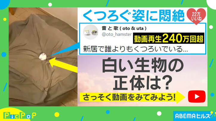 小さな王様かな？ 新居に来たハムスターが可愛いすぎる 投稿主「3日も経てばこの様子」
