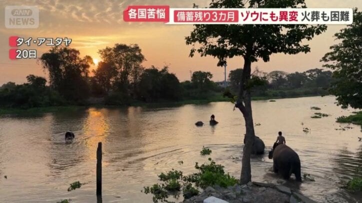 タイの観光資源・ゾウにも影響