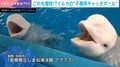 「ぽわーん…」シロイルカの“不器用”なキャッチボールの様子に「可愛すぎますね」と反響