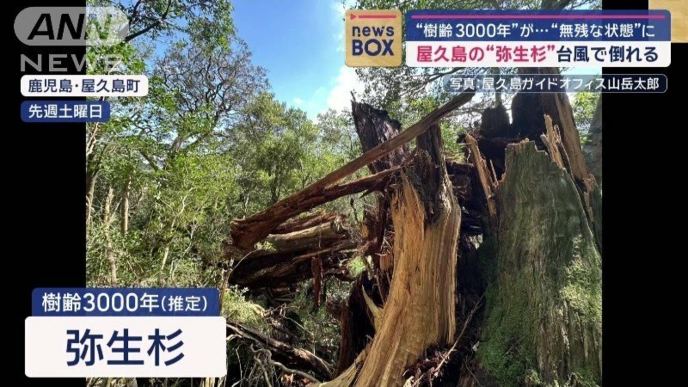 【写真・画像】“樹齢3000年”屋久島の弥生杉 台風で倒れていた…世界遺産に何が 3枚目 | 国内 | ABEMA TIMES | アベマタイムズ
