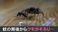 【映像】蚊を捕食する瞬間の様子