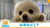 【映像】耳を出したり引っ込めたりする犬