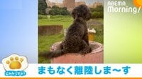 【映像】テンションMAXでしっぽが高速回転する犬