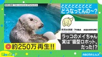 どんだけ出てくるの!?ラッコの無限袋