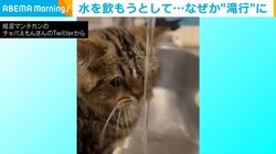 「出家したんか？」 流水を飲もうとするも“滝行”になってしまうマンチカンに反響