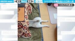 もうシベリアには帰れません…“こたつ”の虜になってしまったシベリアンハスキーに「日本のぬくぬくを覚えてしまった…」「尻尾がゆっくり下りてくとこが好き」と反響
