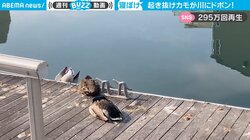 寝ぼけたカモ→川に“ドボン” 貴重映像に300万人がほっこり「『落ちてませんけど』って言ってる感がすごい」