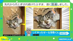 「悪そうな顔がかわいい〜！」先代から引き継ぎ、ついに…“ふすま貫通”を成し遂げた猫が話題