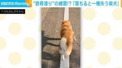 白線から落ちたらアウト！？「カイジの鉄骨渡り」に挑む柴犬のストイックすぎる散歩が話題