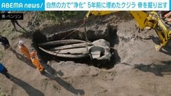 自然の力で浄化 地中に埋めた“クジラの頭骨” 5年ぶりに掘り出す 英