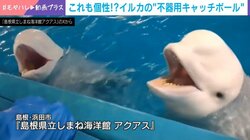 「ぽわーん…」シロイルカの“不器用”なキャッチボールの様子に「可愛すぎますね」と反響