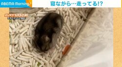 夢の中で走りまわるハムスター  目を閉じたままの“お口モグモグ”に「寝ながらなのかわいい！」「運動しすぎやろｗ」と反響