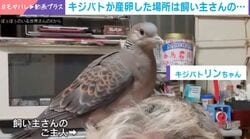 ハトがまさかの場所に産卵→3時間抱卵する珍光景 「ちょうど良い巣材だったのね」「安定感なくない!??!!」などの声