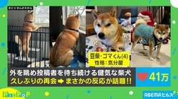 外を眺め待ち続ける豆柴→投稿者と久しぶりの再会を果たすも“意外な反応”に「面白過ぎる！！」「可愛いすぎてヤバい！」と話題沸騰
