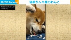 顔隠して休む柴犬 かわいい寝顔と思いきや“ムキ顔”で寝ている姿に「想像もしないお顔が隠れてた!」「予想外です」と驚きの声