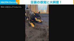 豆柴が新しいラグマットに大興奮 体全体で喜びを表現も… “衝撃の結末”に飼い主「嬉しいなら仕方ない」