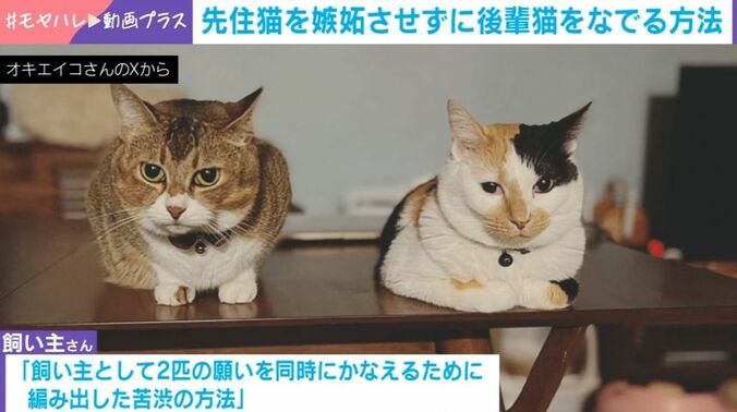 しらすちゃんとおこめちゃん