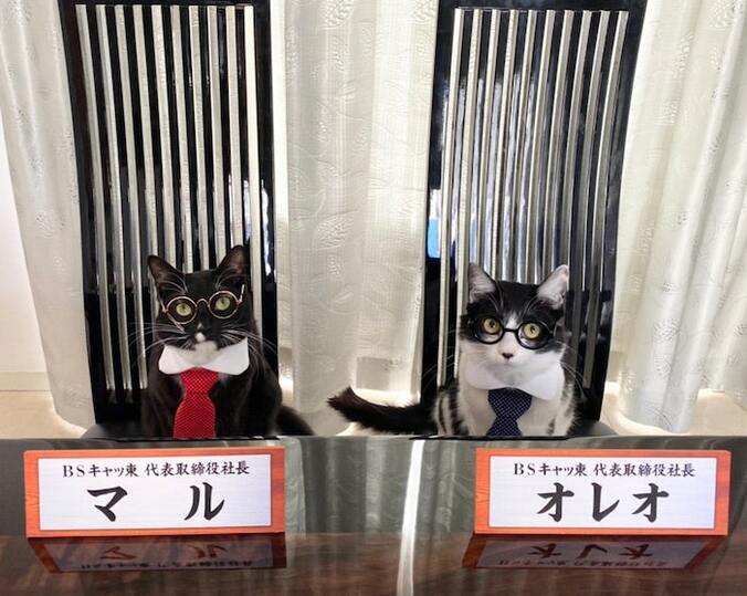  藤あや子、1日社長に就任した愛猫の姿を公開「可愛い」「凄い！」の声  1枚目