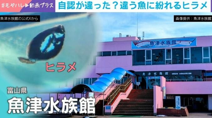 ヒラメ