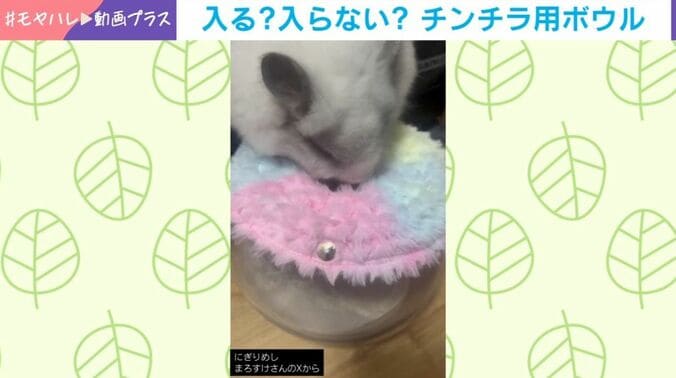 アンゴラチンチラのまろすけくん