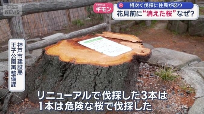 「やむを得ず伐採」