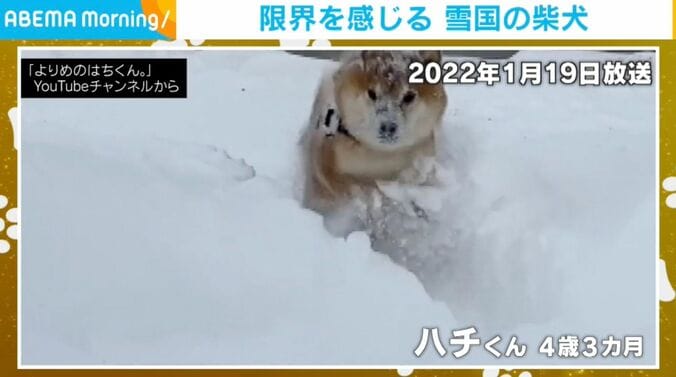 柴犬のハチくん