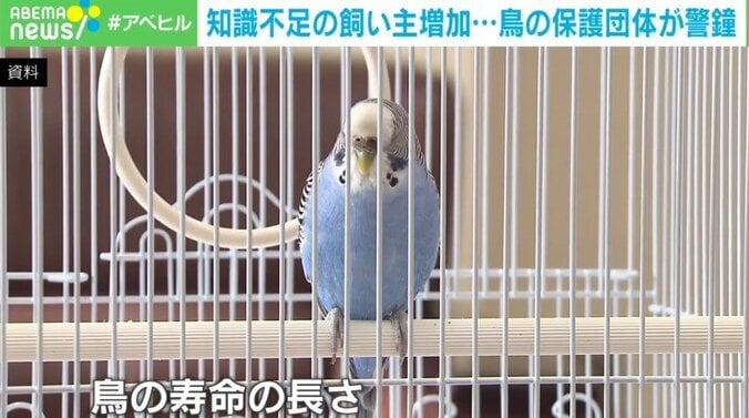 「テレビやSNSで見るような“映え”は起きない」 安易な気持ちで小鳥購入、知識不足の飼い主増加に保護団体が警鐘 2枚目