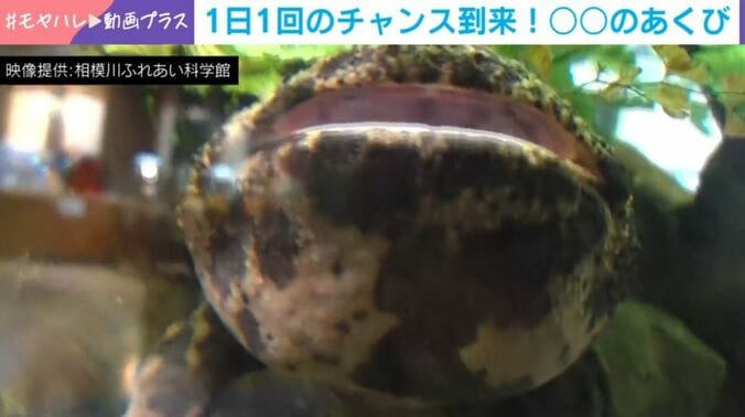 オオサンショウウオ