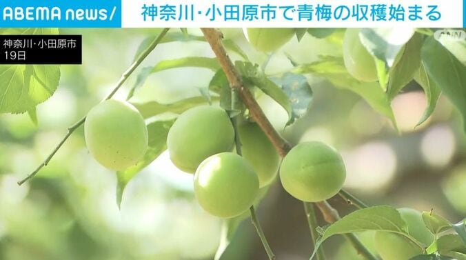 青梅