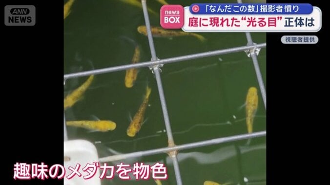 趣味のメダカ