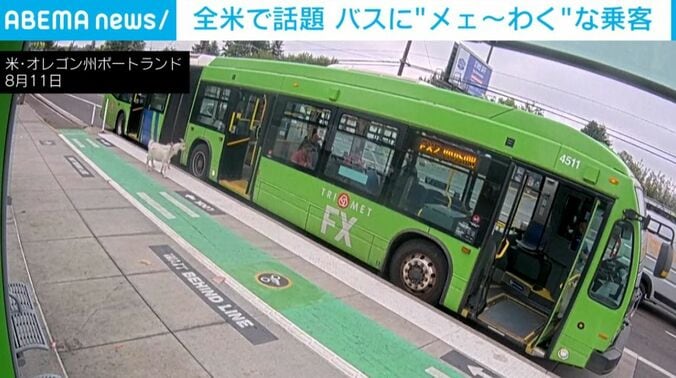 バスに乗るヤギ