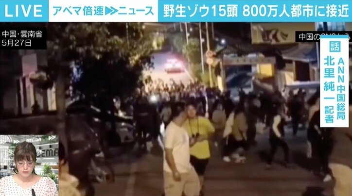 「怪獣映画を見ているような気持ちに」 中国で野生のアジアゾウ15頭が500km北上、昆明市入りし都市部に迫る