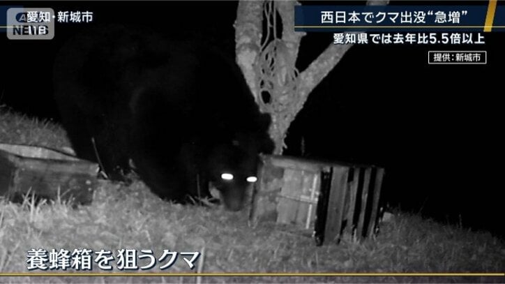 養蜂箱を狙うクマ