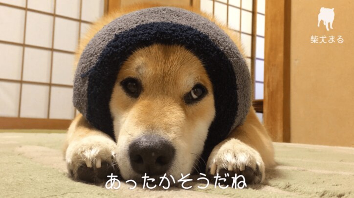 柴犬まる「まるくなってみたワン」可愛すぎて海外ファンからラブコールが止まらない